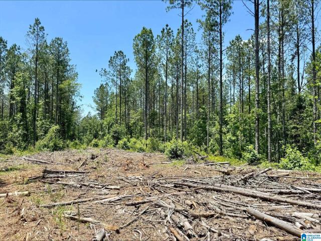 Land for sale in Wedowee, Alabama