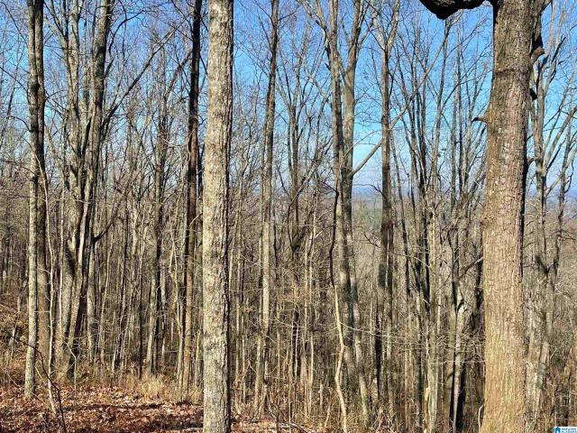 Land for sale in Heflin, Alabama