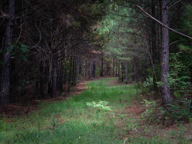 Land for sale in Roanoke, Alabama