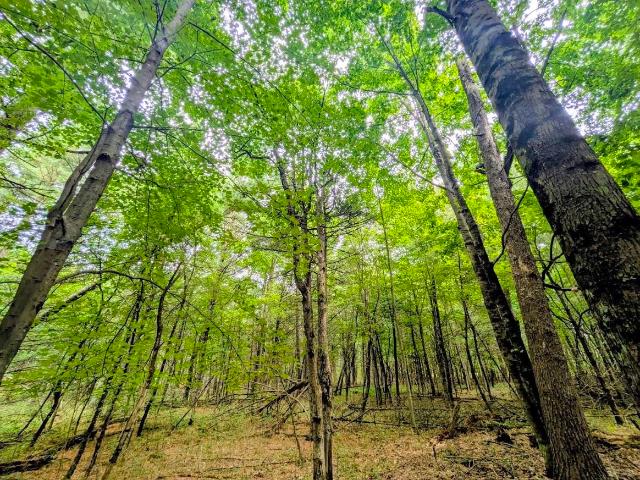 Land for sale in Wisconsin