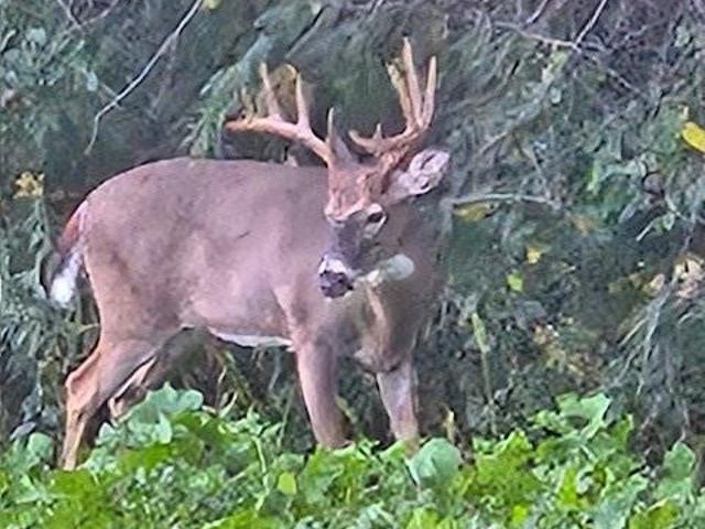 Land for sale in Mondovi, Wisconsin