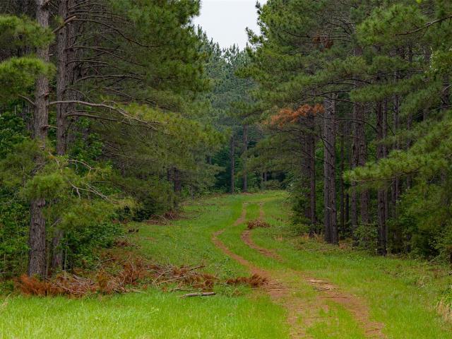 Land for sale in Panola, Texas