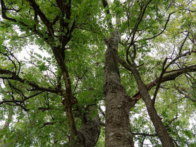 Land for sale in Wills Point, Texas
