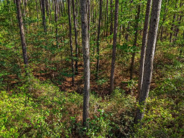 Land for sale in Varnville, South Carolina