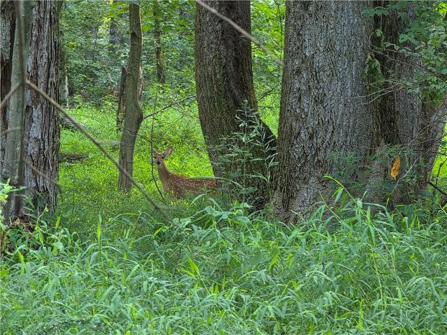 Farm for sale in Webster, Pennsylvania