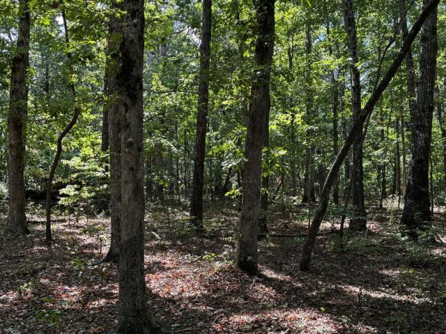 Land for sale in Monteagle, Middle Tennessee
