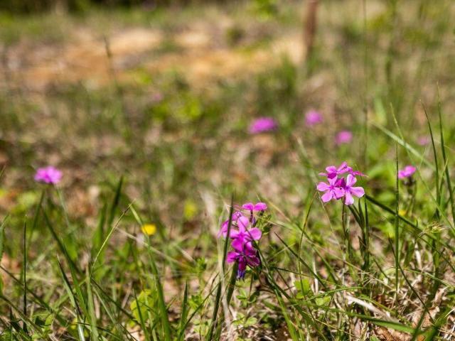 Land for sale in Tennessee