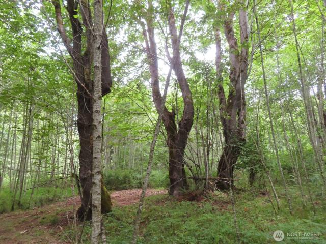 Land for sale in Mossyrock, Washington