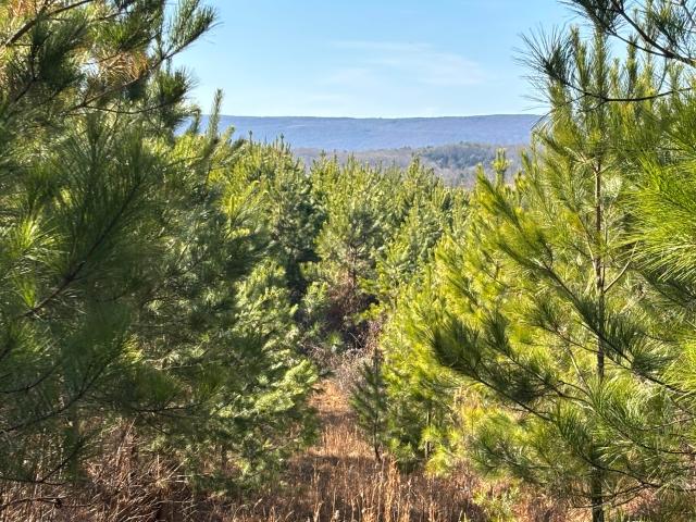 Land for sale in Tennessee