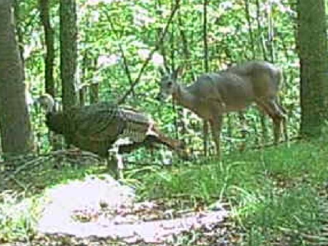 Land for sale in Tennessee