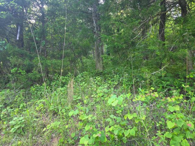 Land for sale in Concord, Appomattox County