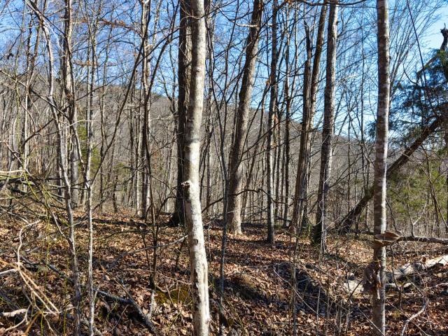 Land for sale in Tennessee