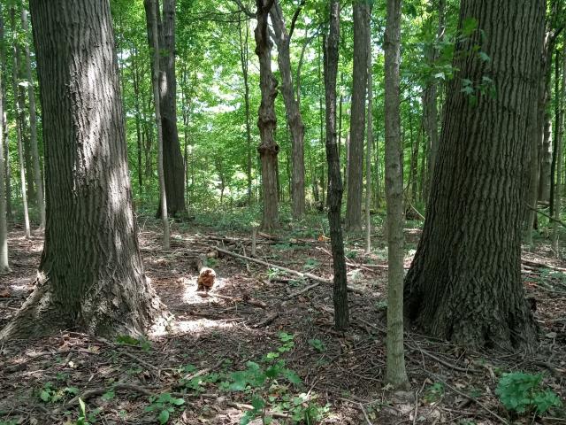 Land for sale in Sheridan, Indiana