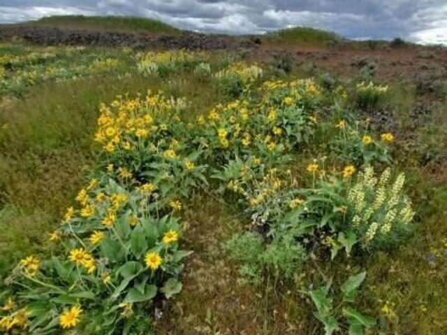 Land for sale in Davenport, Washington