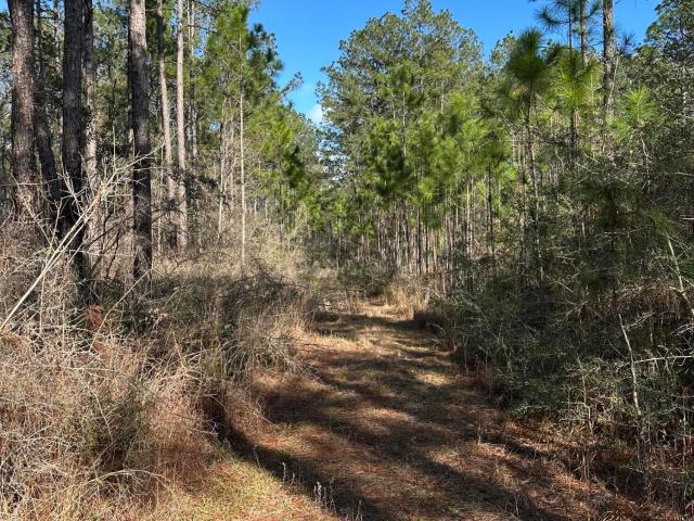 Land for sale in Poplarville, Mississippi