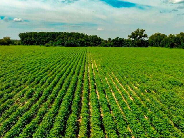 Land for sale in Nashville, Georgia