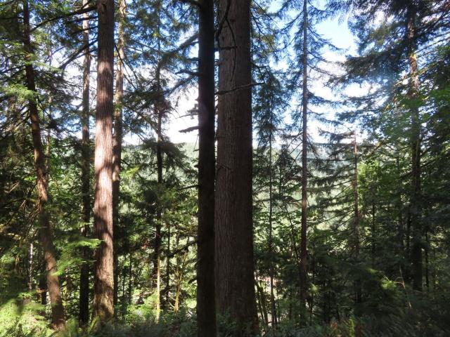 Land for sale in Kalama, Cowlitz County