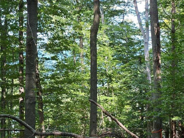 Land for sale in Michigan