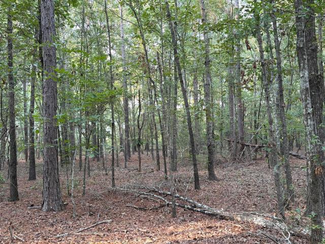 Land for sale in Salley, South Carolina