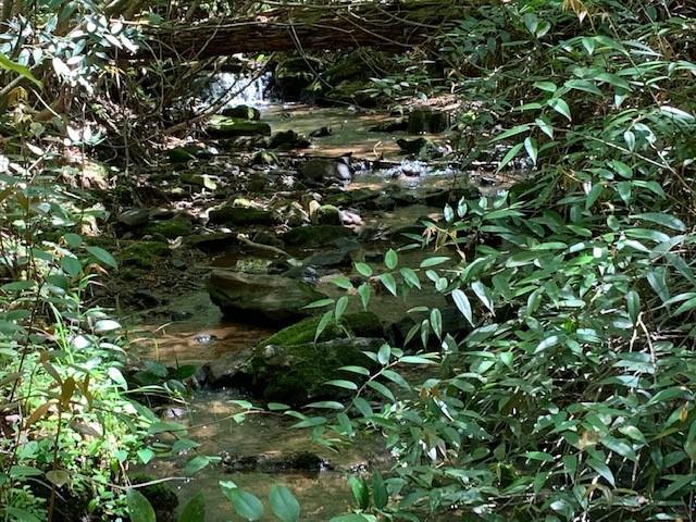 Land for sale in Dahlonega, Georgia
