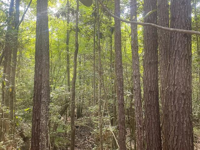 Land for sale in Burkeville
