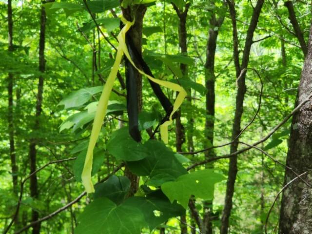 Land for sale in Tennessee