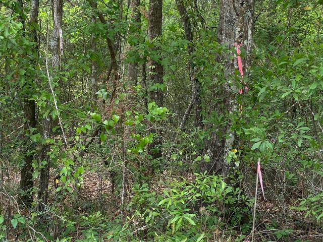 Land for sale in Shepherd, Texas