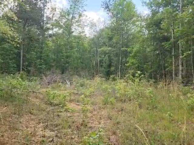 Land for sale in Spruce Pine, Alabama