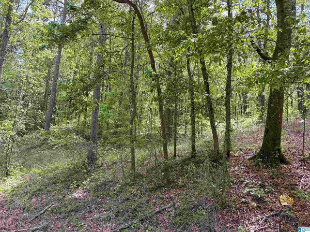 Land for sale in Alpine, Alabama
