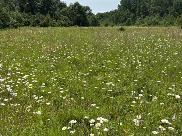 Land for sale in Tomah, Monroe County