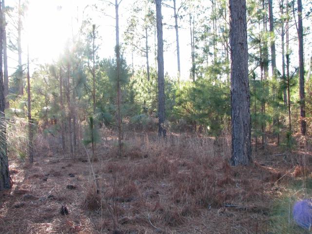 Land for sale in Dillon, South Carolina