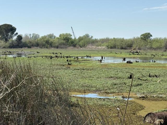 Land for sale in Walnut Grove, California