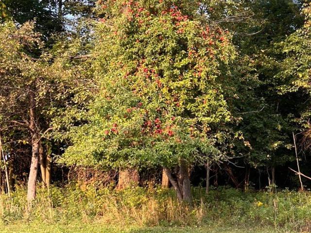 Land for sale in Croswell, Michigan