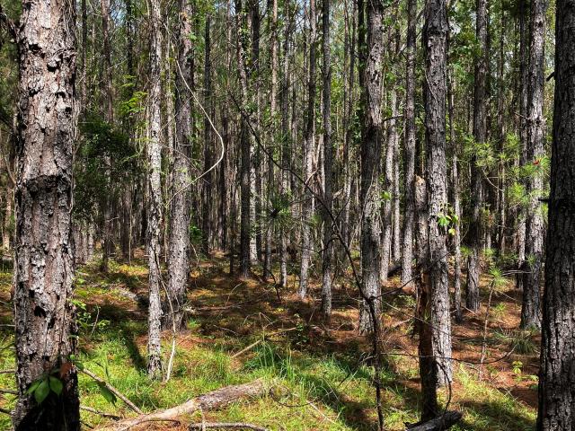 Land for sale in Evans, Georgia