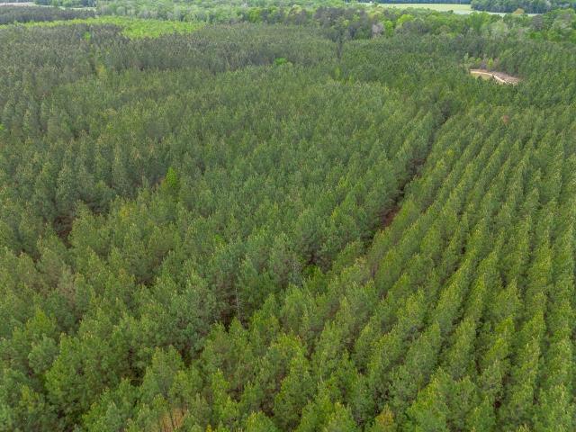 Land for sale in Abbeville, Georgia
