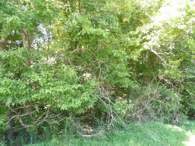 Land for sale in Waverly, Middle Tennessee