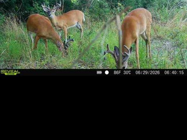Land for sale in Dodge, Georgia