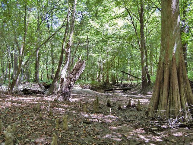 Land for sale in Whitakers, North Carolina