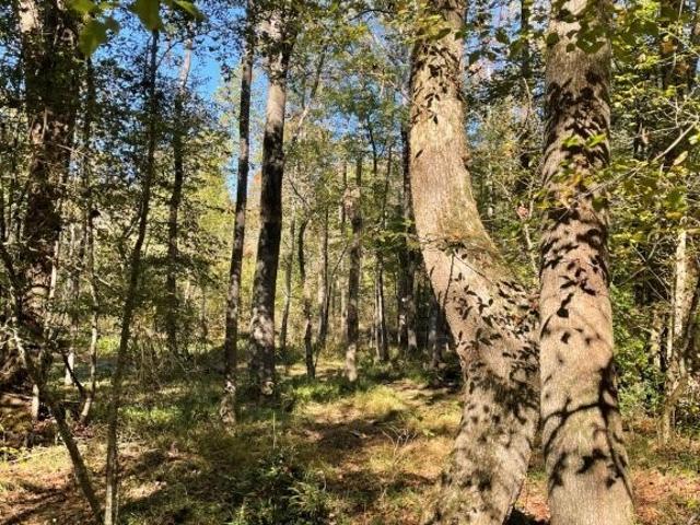 Land for sale in Jackson, Georgia