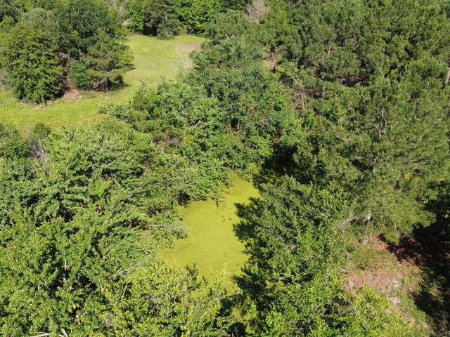 Land for sale in Manning, Clarendon County