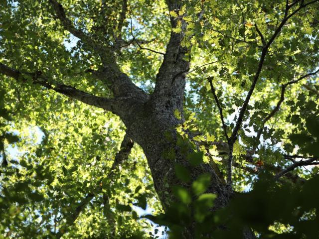 Land for sale in Appomattox, Appomattox County