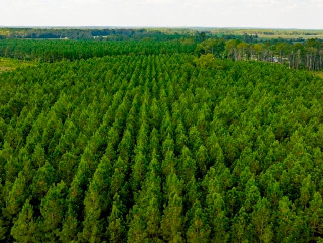 Land for sale in Screven, Georgia
