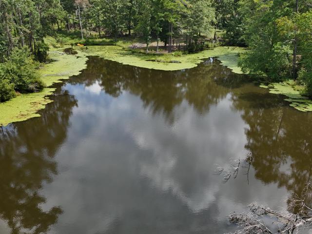 Land for sale in Trenton, South Carolina