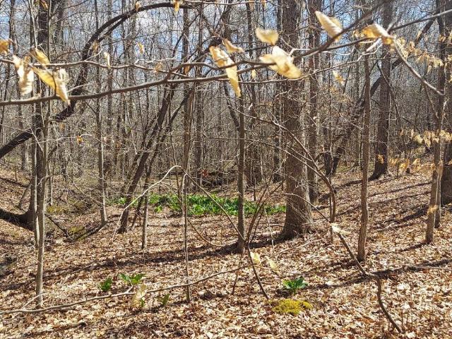 Land for sale in Virginia