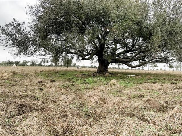 Land for sale in Iowa, Louisiana