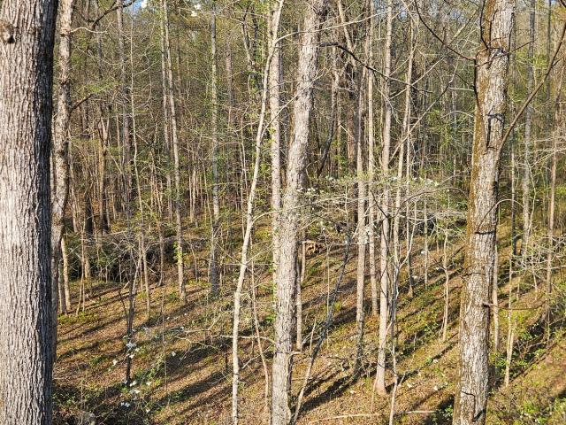 Land for sale in Greensboro, Georgia