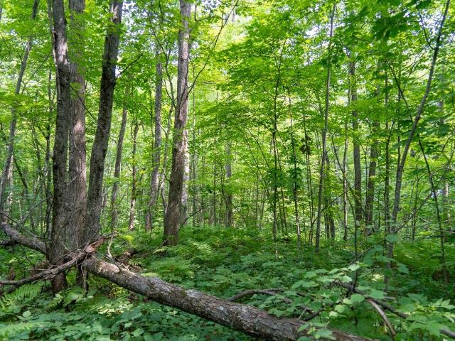 Land for sale in Trego, Wisconsin