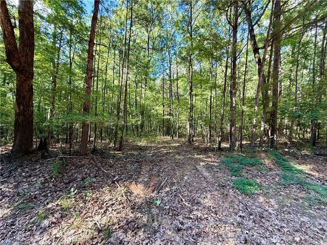 Land for sale in Olla, LaSalle Parish