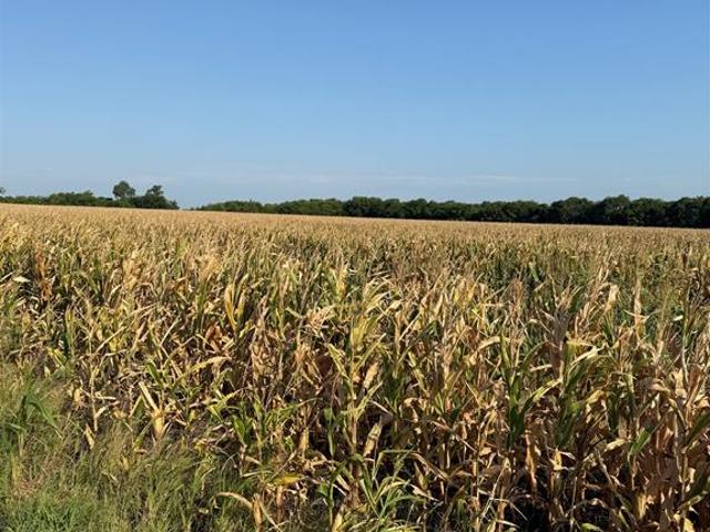 Land for sale in Fannin, Texas