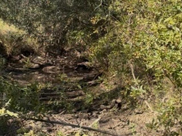 Farm for sale in Bigfoot, Texas